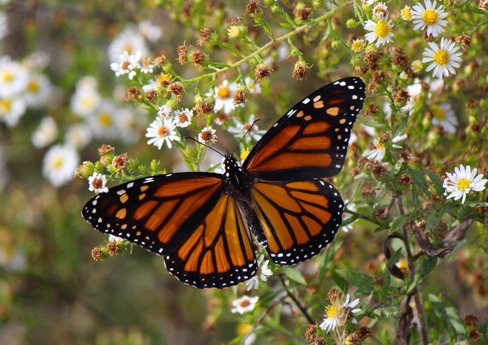 Monarch butter fly on flower